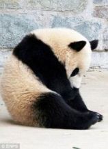 Sad-Panda-Meme-24